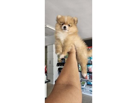 Uygun pomeranian arayanlara