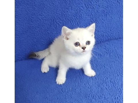 Yeni yuvasına gitmeye hazır  british ponçik