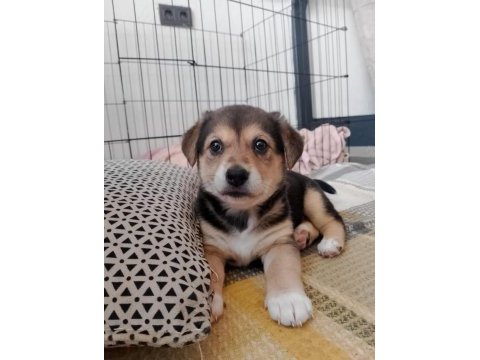 Labrador kırması bebişe yuva arıyoruz