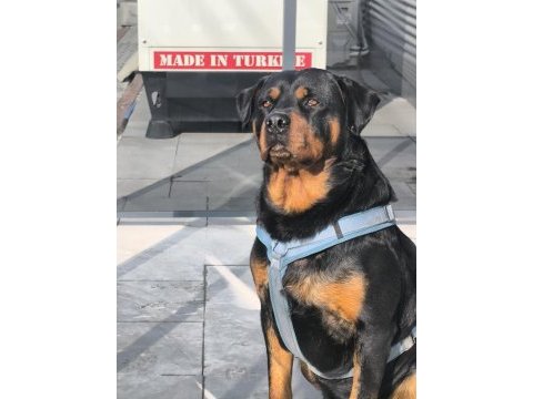 Mükemmel ahlaklı anne babadan gelen asaletli rottweiler
