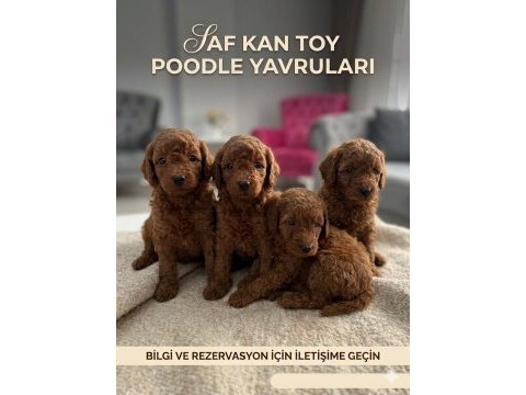 Safkan toy poodle