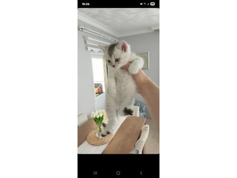 British shorthair yavrular
