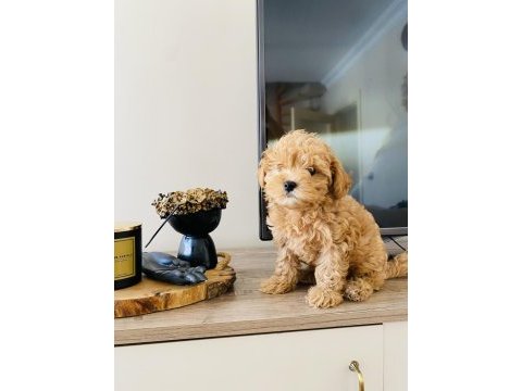 Orjinal mini boy maltipoo süs köpeği