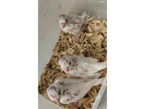 El beslemesi albino sultan papağanı yavrular