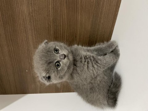 Mükemmel huylu scottish fold