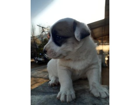 Border collie melezi sahiplendirme