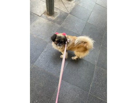 Acil ilan pomeranian kızımız yeni sahibine hayırlı olsun