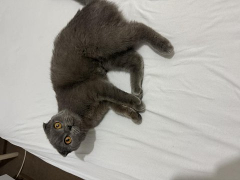 Scottish fold 5 aylık dişi