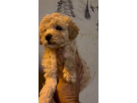 Safkan maltipoo yavrular ırk sağlık garantili