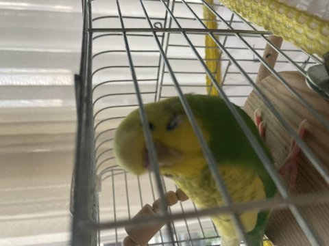1 yaşında dişi yeşil sarı renk muhabbet kuşu