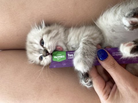 Scottish fold yavrumuz yeni yuvasına gitmeye hazır!