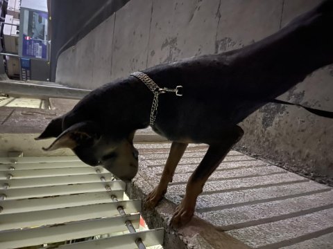 Paskal34 istanbul doberman