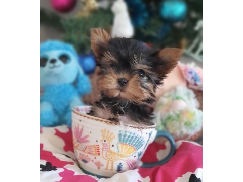 Şecereli teacup yorkshire terrier yavrularımız