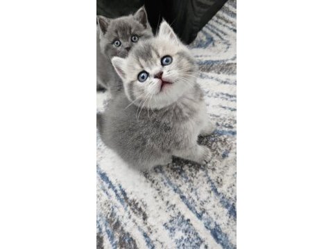 Eşsiz güzellikte brıtısh shorthair yavrularım 