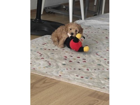 Sevgi dolu bir yuva arıyoruz köpeğimize
