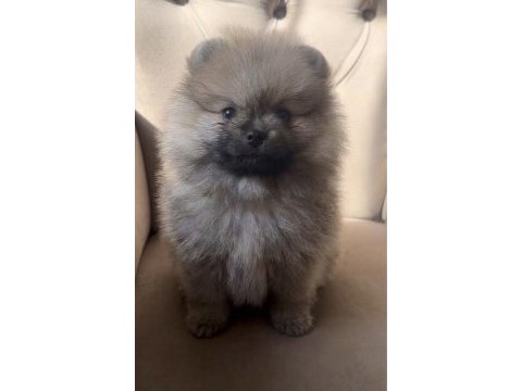 Üst kalite orange pomeranian erkek bebeğim