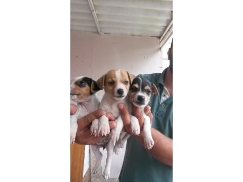 Kısa bacaklı jack russell yavrularımız