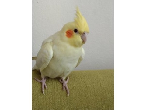 Erkek sultan oyuncu