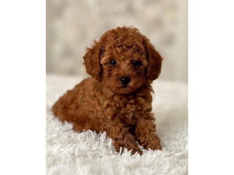 Toy poodle bebekleri