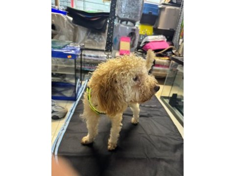 Yavru eğitimleri tam toy poodle