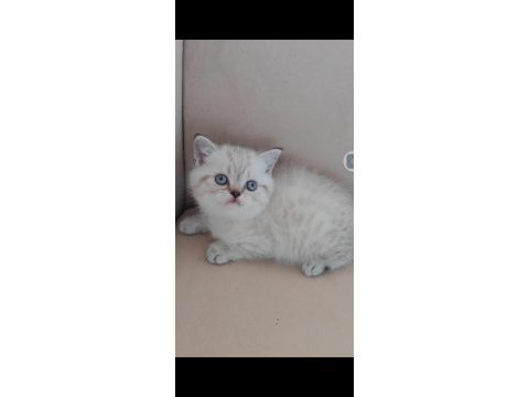 British shorthair kedisi