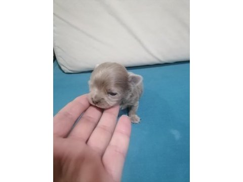 Şivava köpeklerim yeni yuvalarını arıyorlar