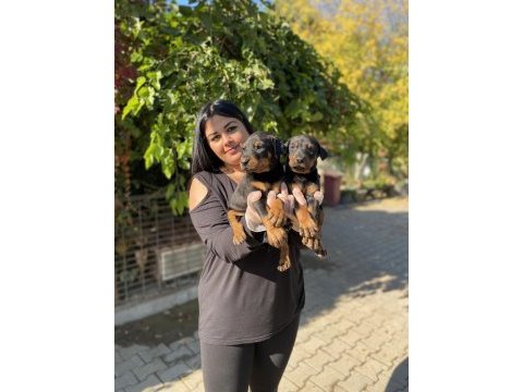 Üst kalite king doberman yavrularım