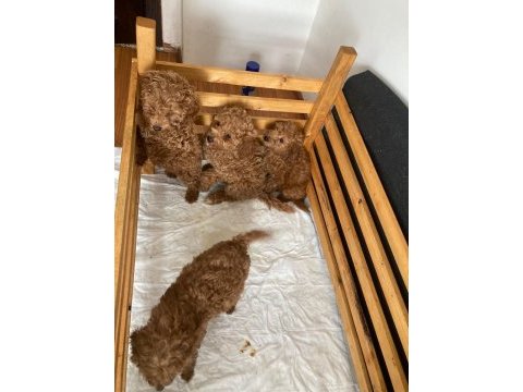 Evde bakılmakta olan anne altından poodle