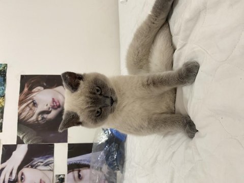 Bluepoint yavrumu sahiplendiriyorum british shorthair