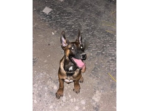 3 aylık eğitime hazır orijinal malinois köpekler