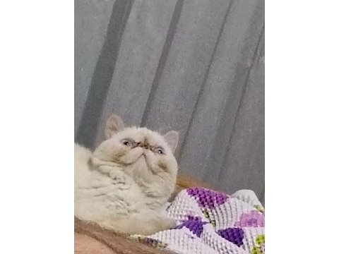 Beyaz iran kedisi
