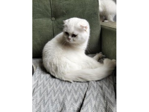 2 yaşında scottish fold beyaz