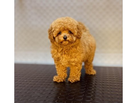 Dişi ve erkek toy garantili poodle yavrularımız