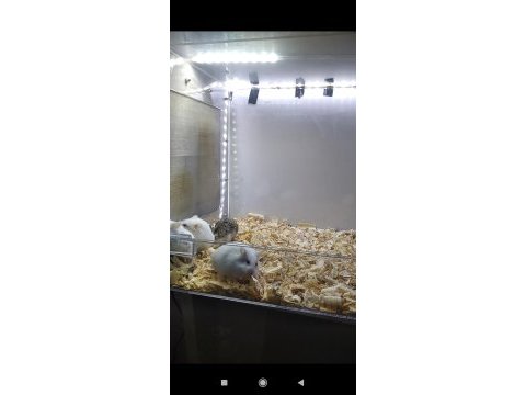 Gonzales hamster