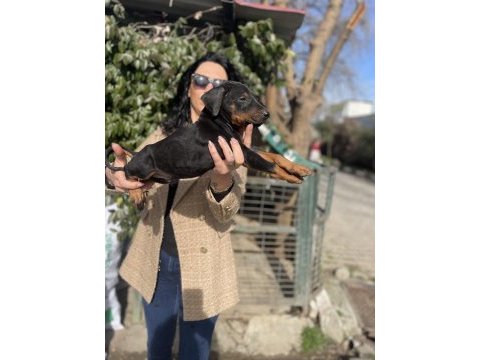 Doberman yavrularım sağlık ve ırk garantilidir