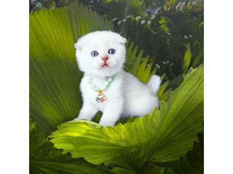 Scottish fold 2 aylık dişi
