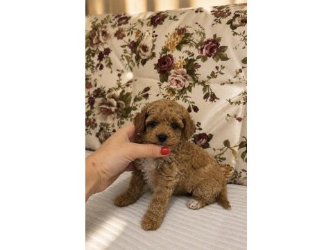 Mini boy maltipoo kızımız