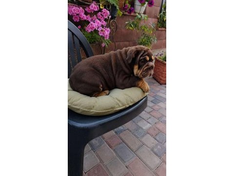 Renkli bulldog çocuklar