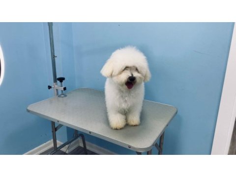 Bichon frise yetişkin dişi