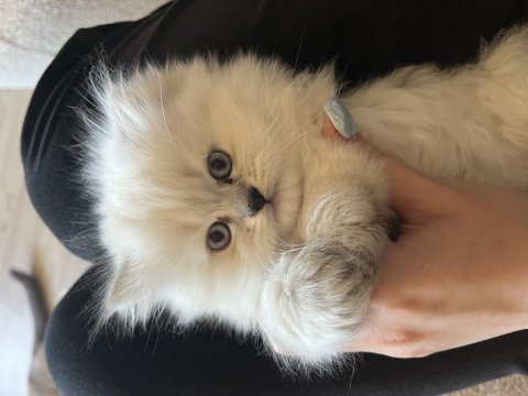 British longhair cins kedimiz erkek