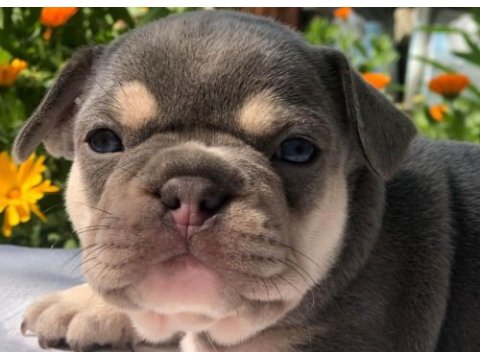 Ankara exotic french bulldog