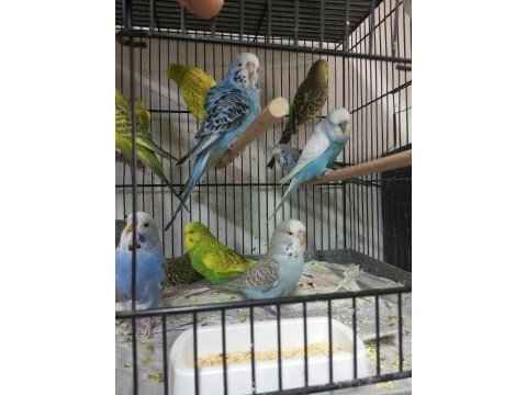 Jumbo muhabbet kuşu bayram şekerleri maşallah