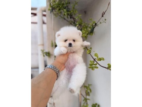 Teddy beyaz pomeranian boo