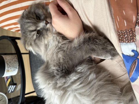Bugün akşama acil yavru kedimi sahiplendiriyorum