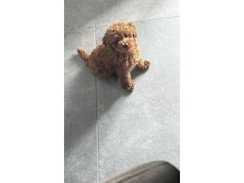 Toy poodle sağlıklı