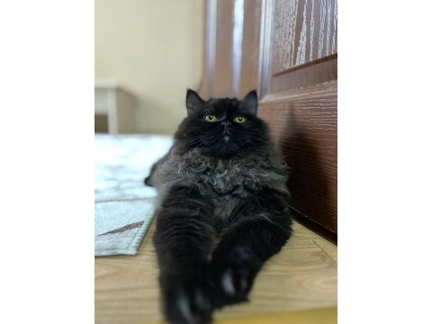İran kedisi yavrumuza yeni yuva arıyoruz