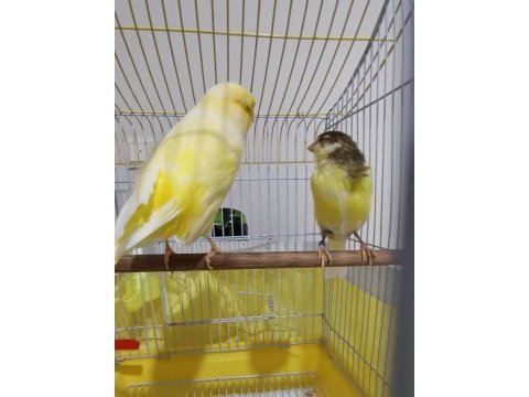 Orjinal safkan lankşayır kanarya 23 cm