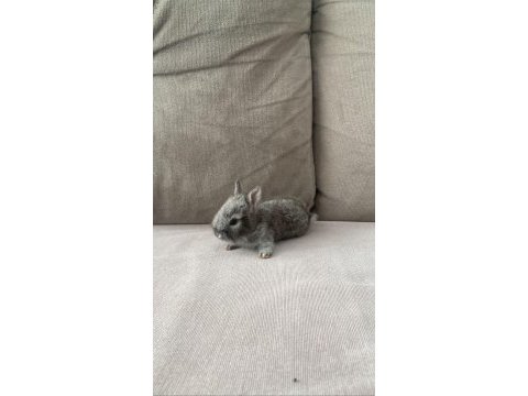 Orjinal cüce tavşan yavruları istanbul