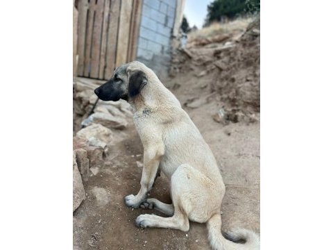 Boncuk yeni yuvasını arıyor