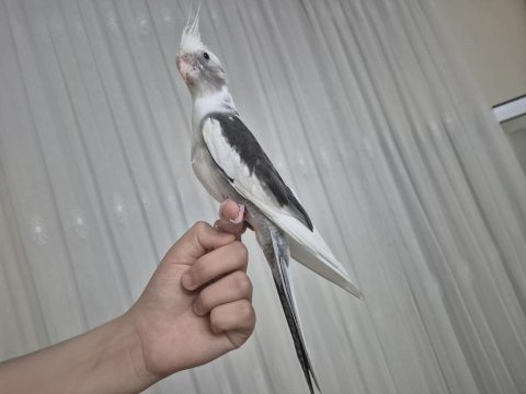 Yarı eğitimli çift sultan papağanı